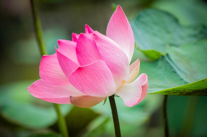 Exotic Blooms