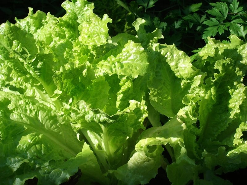 Homegrown Joy